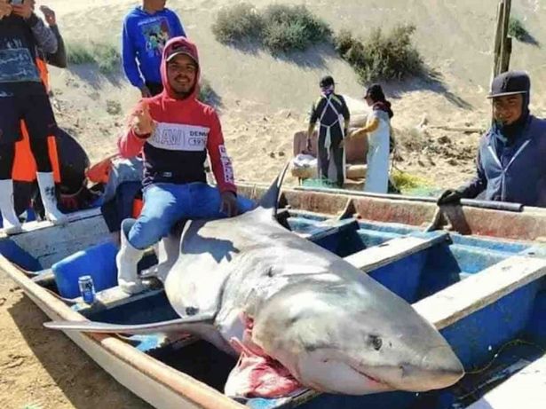 shark