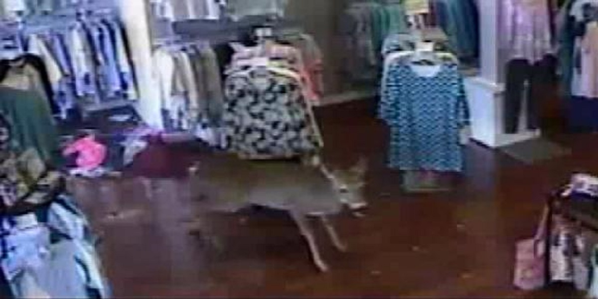 deer