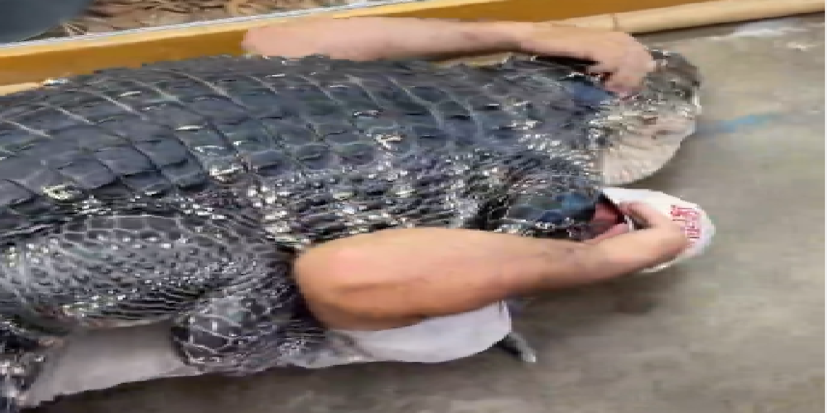 alligator
