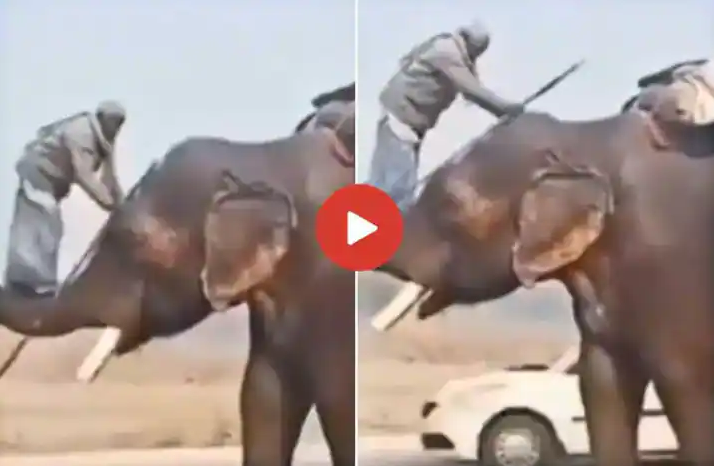 elephant
