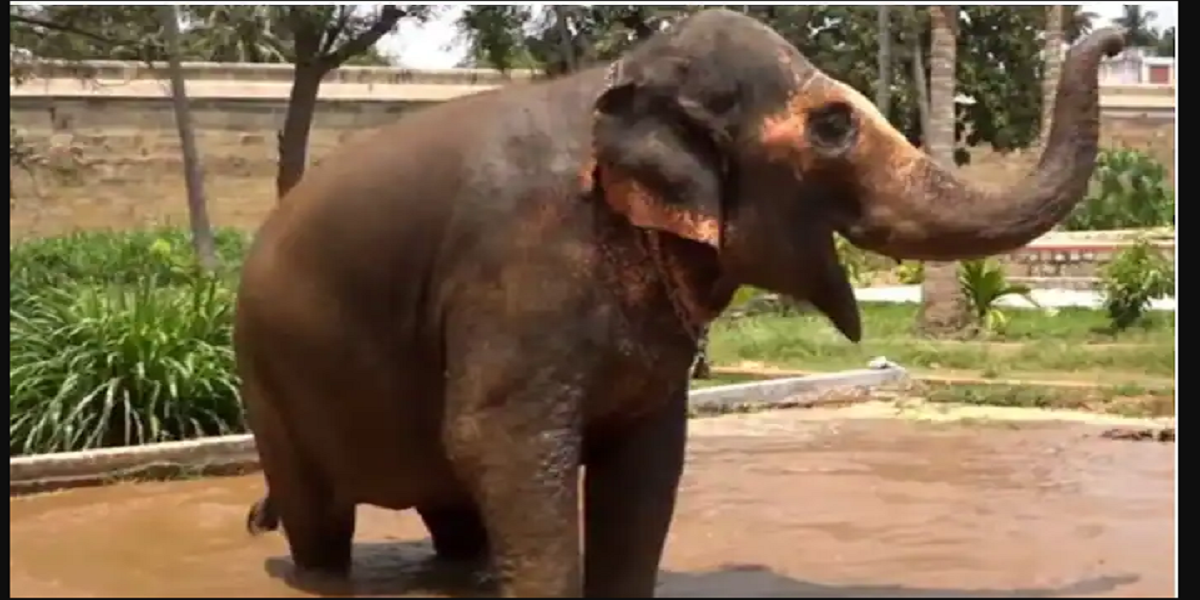 elephant