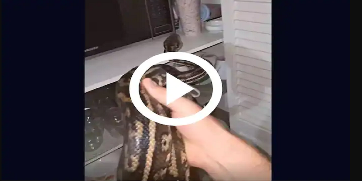 python