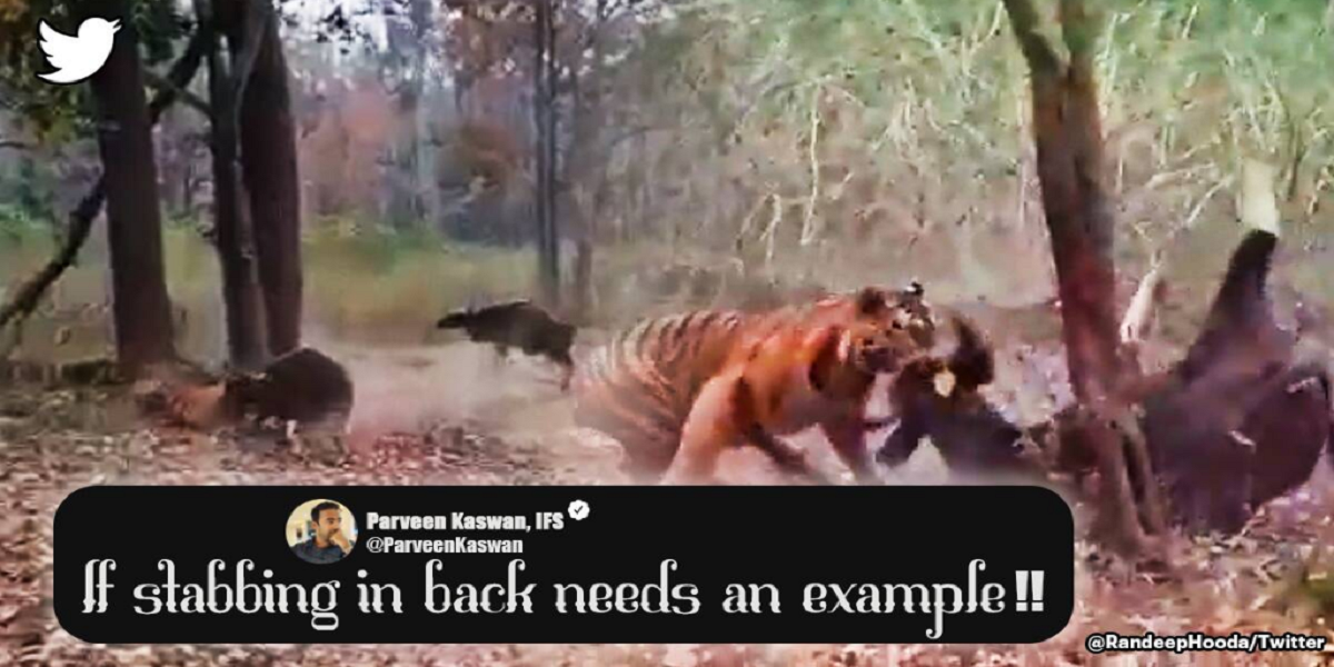 tiger