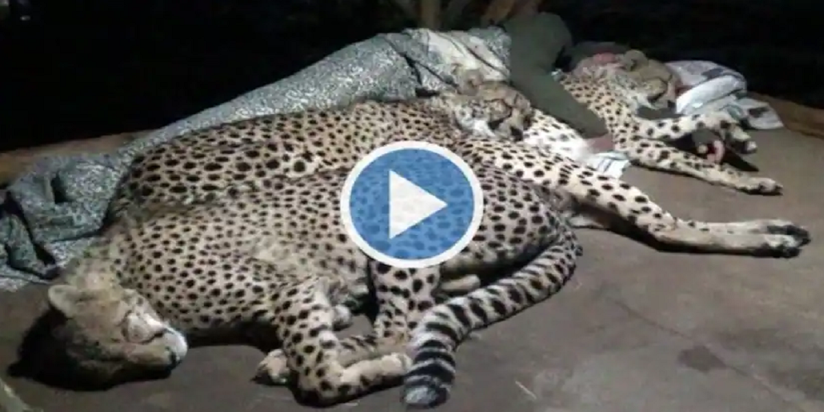 cheetahs