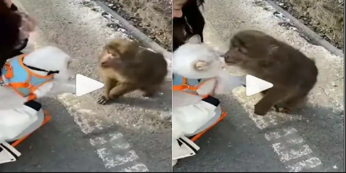 monkey