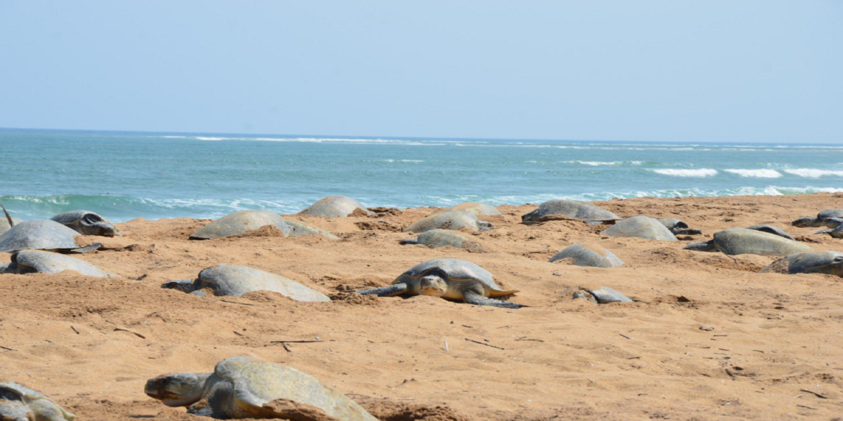 Olive Ridley turtles