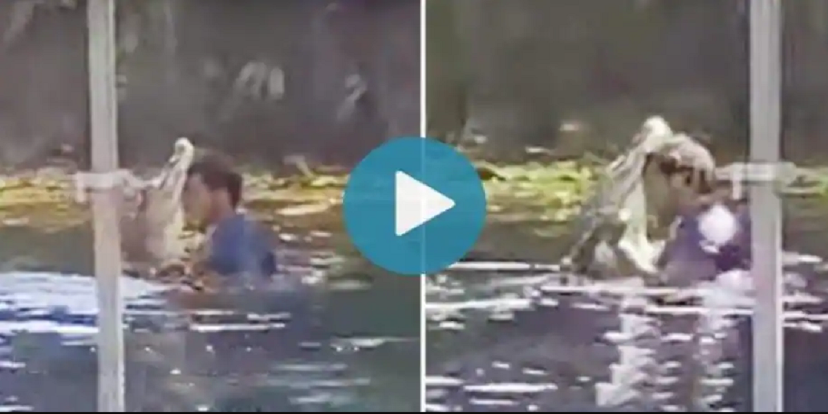 alligator
