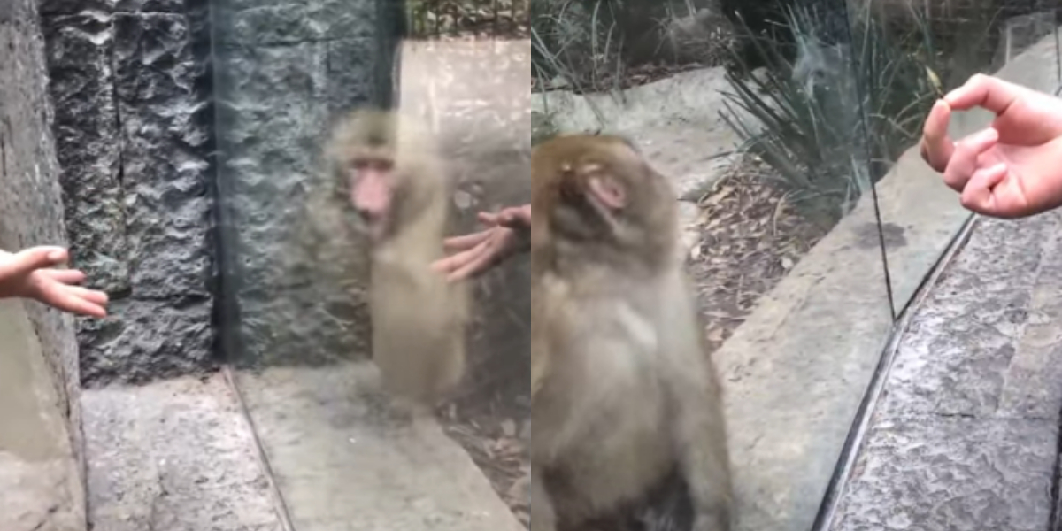 WATCH: A Monkey Fascinated by a Man’s Magic Trick