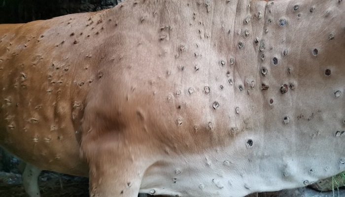 Lumpy Skin Disease
