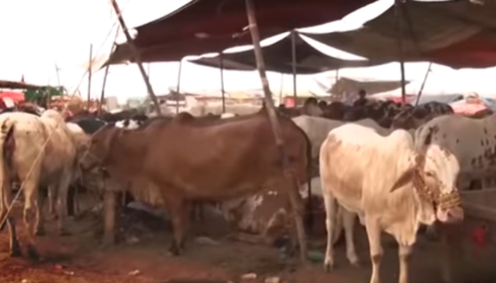 Sindh animals Eid