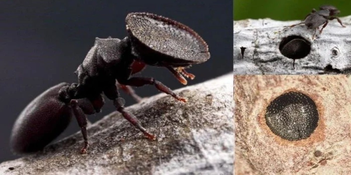 Door Head Ants
