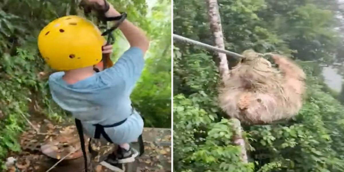 zip line