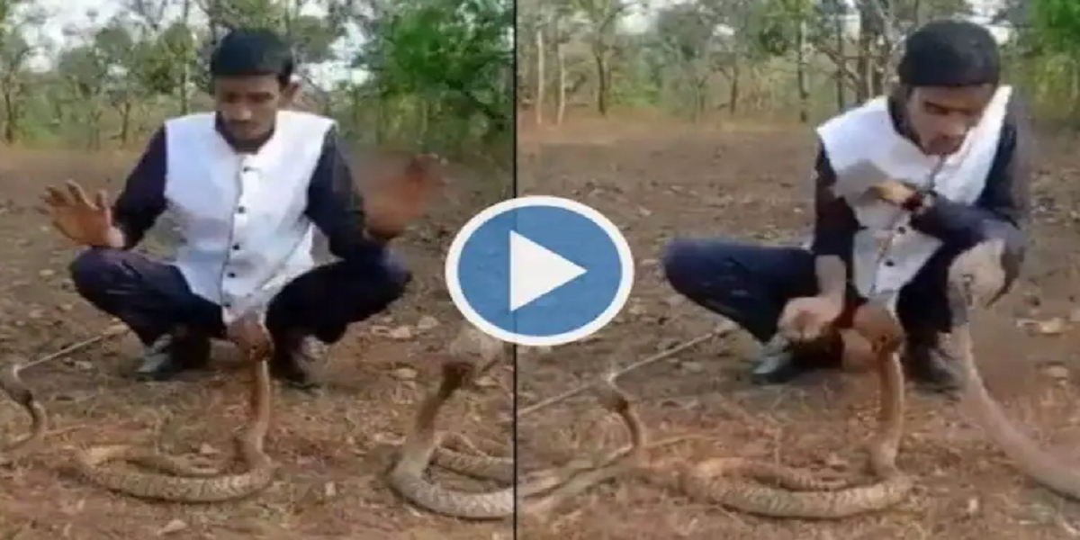 three cobras