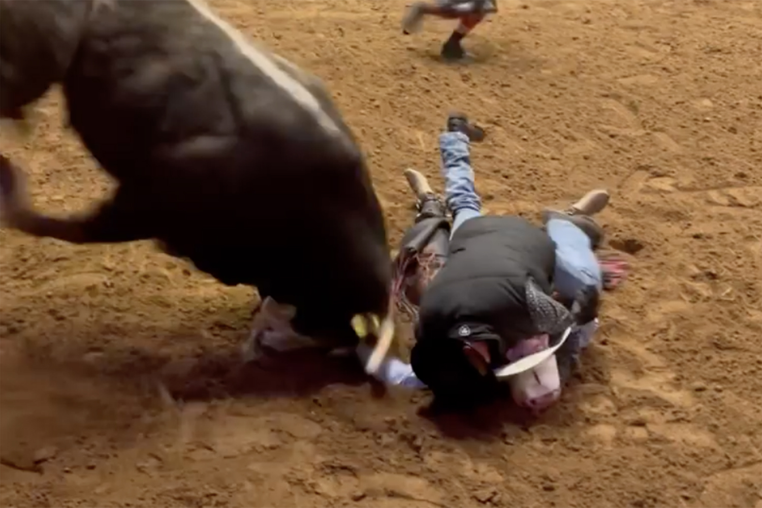 bull