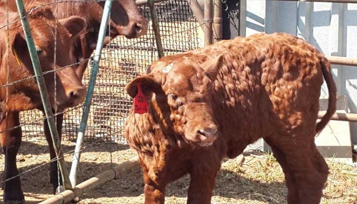lumpy skin disease virus LSDV