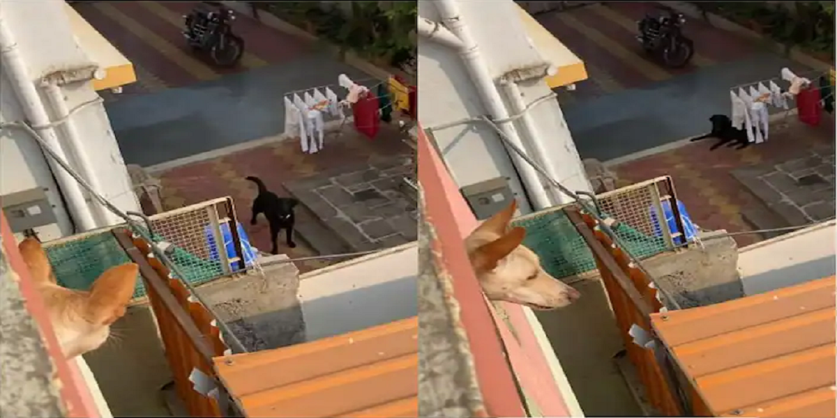 Dog