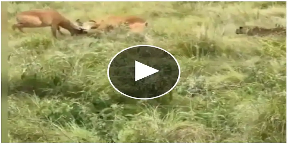 antelopes