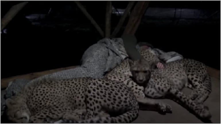 Cheetah