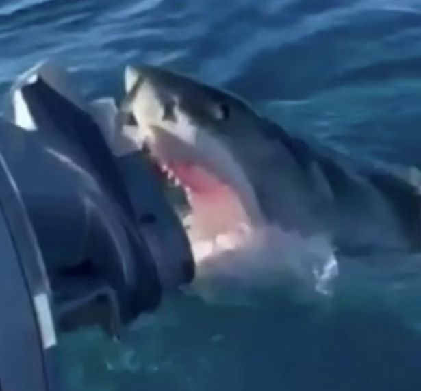 Shark