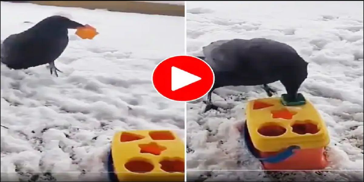crow