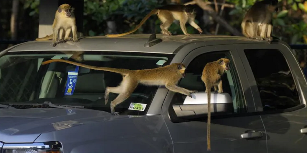 monkeys