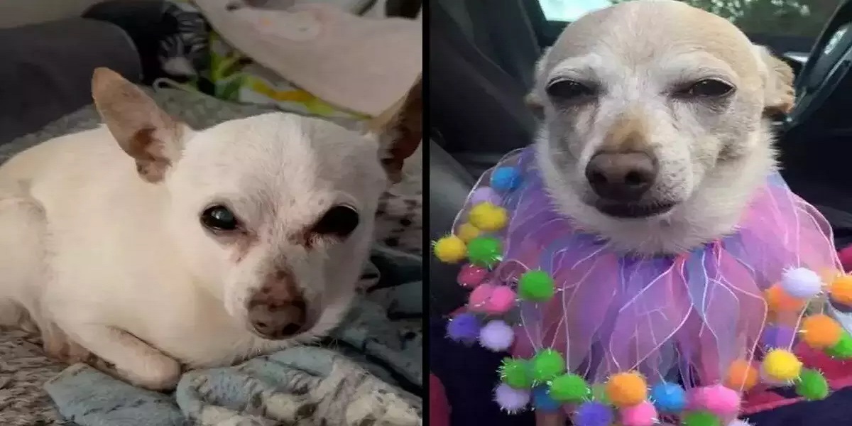 Chihuahua