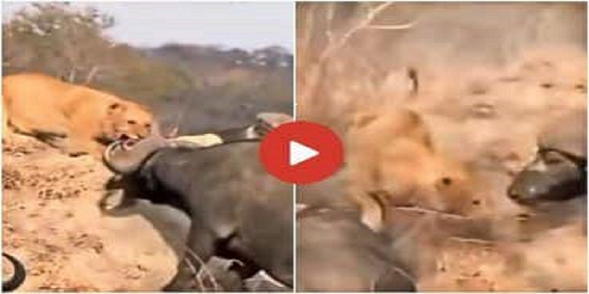 herd buffaloes and lioness