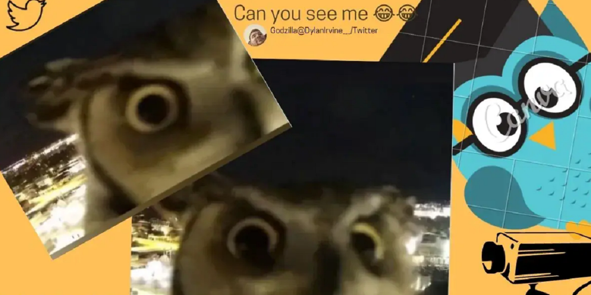 curious owl
