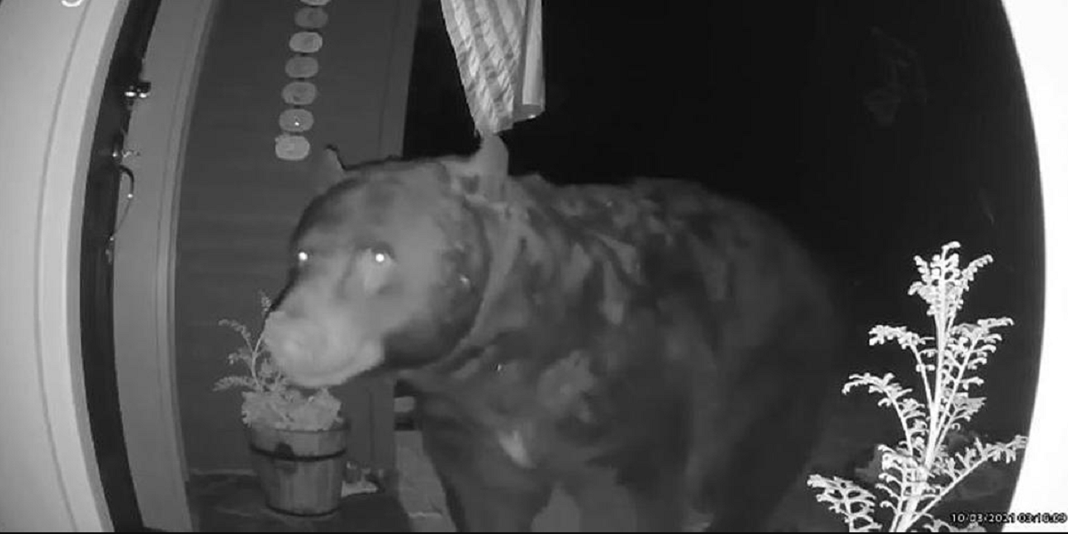 bear
