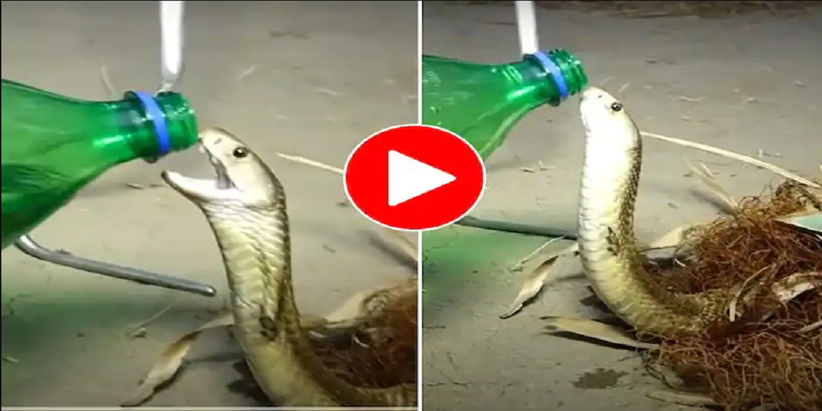 king cobra
