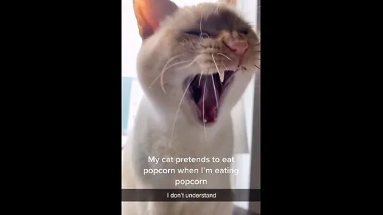 Viral: A cat pretends to eat popcorn whenever a human does