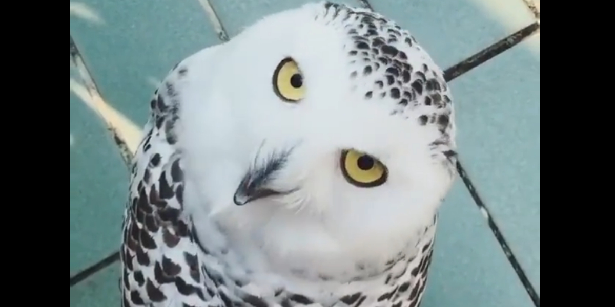owl
