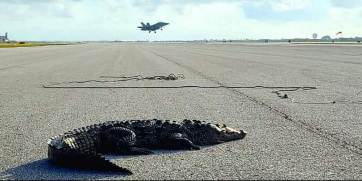 Sunbathing crocodile