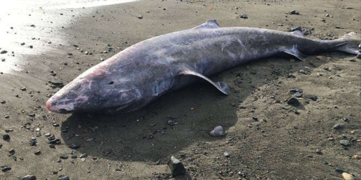 shark