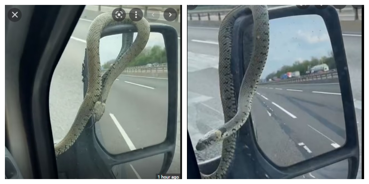 stowaway SNAKE