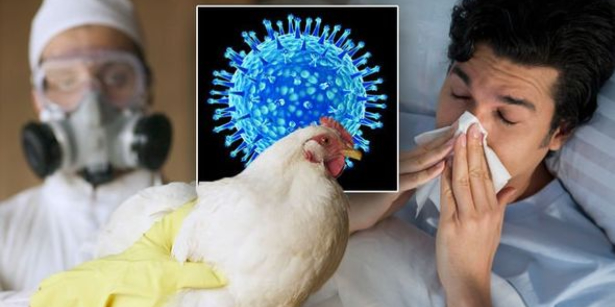 human avian flu