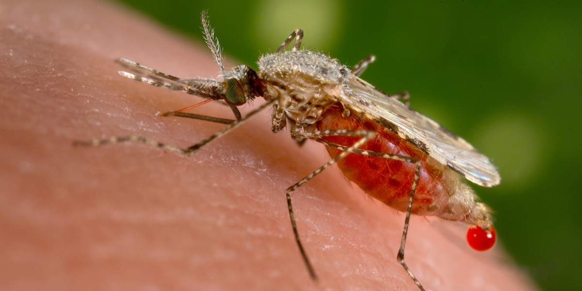 Aedes aegypti