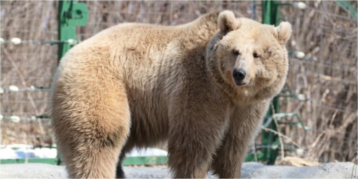 Iran bear