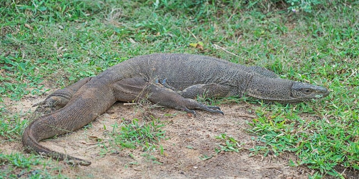 Monitor Lizard