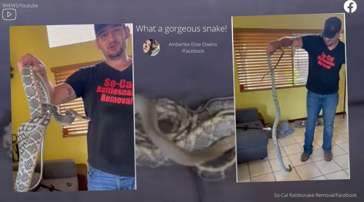 Snake
