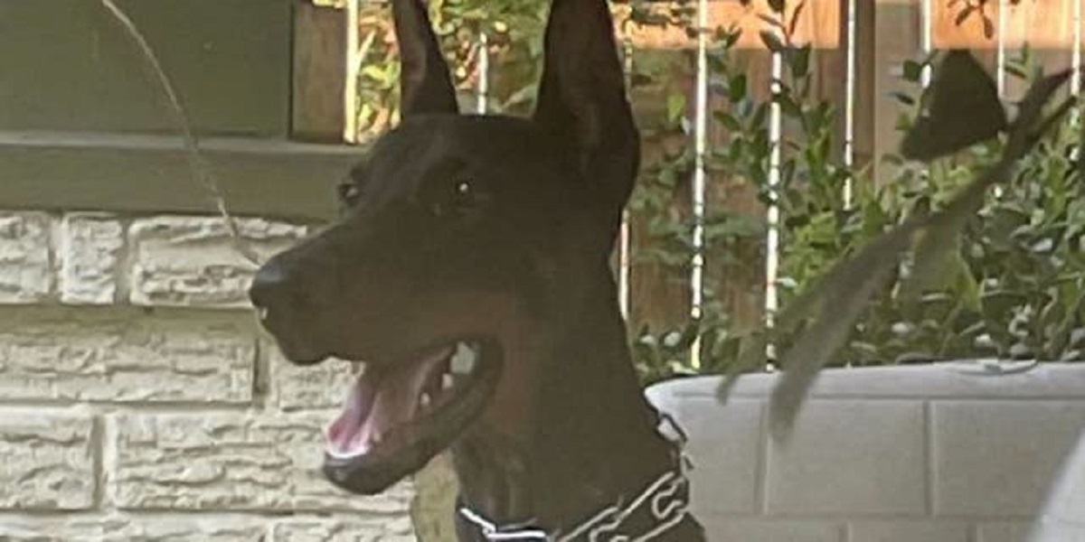 Texas Dogs