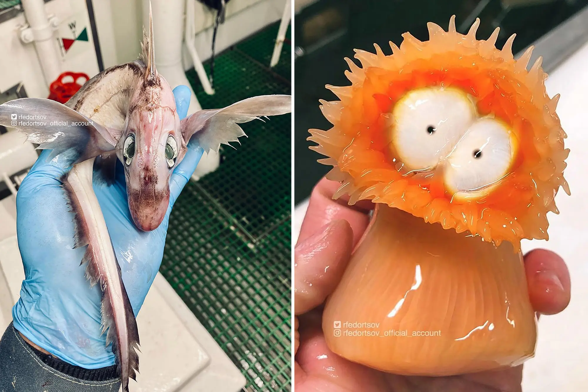 strange fish