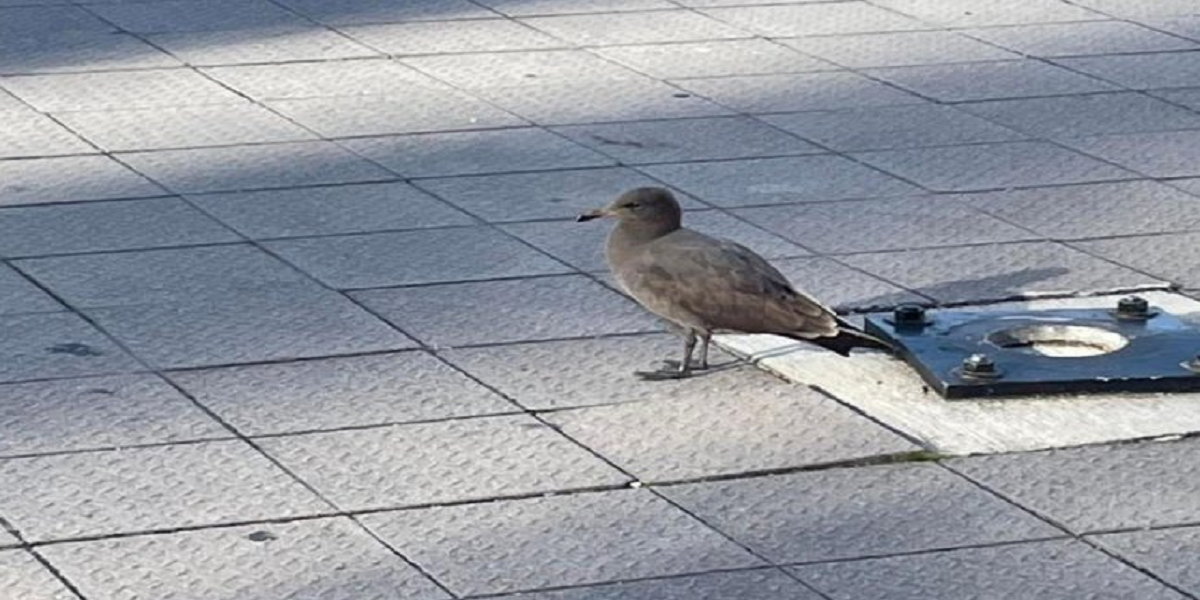 Heermann's gull