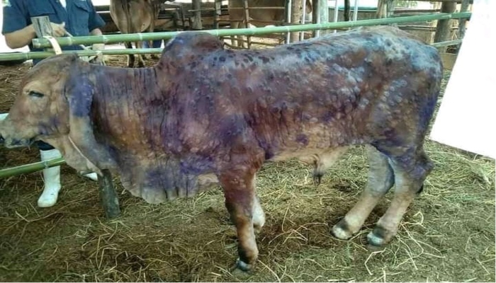 lumpy skin vaccine