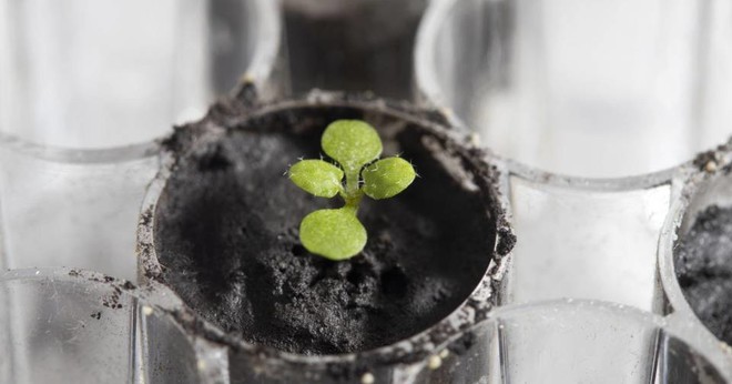First time in history scientists grow plants in soil from the moon