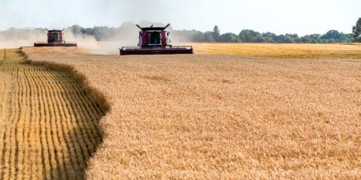 Minister Solskyi: Crop fields in Ukraine are 20-30% lower than last year