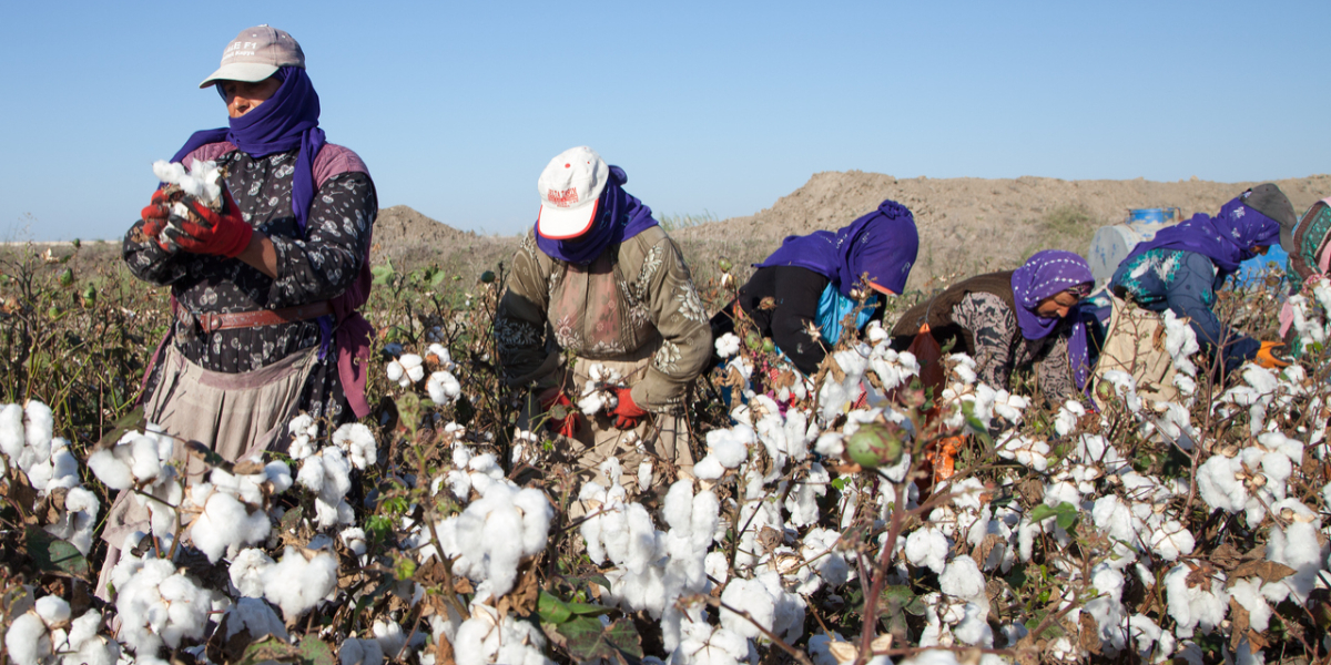 cotton