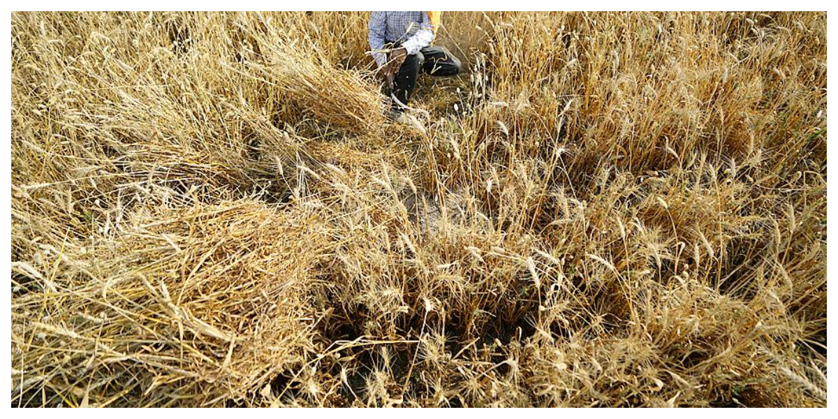 India Wheat ban