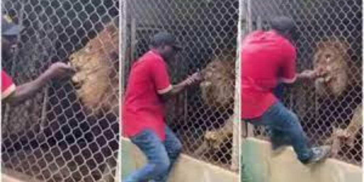 Viral Video: A lion bites off a man's finger at a zoo in Jamaica, visitors shocked