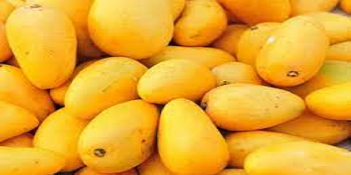 Pakistan Begins Mango Export Season with Initial Shipment to Dubai